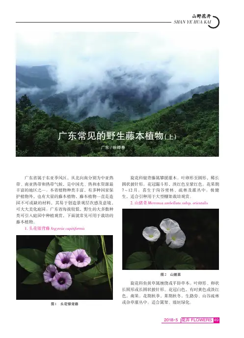 广东常见的野生藤本植物(上)