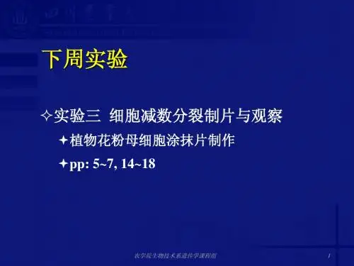 E2 植物分生区细胞染色体制片观察