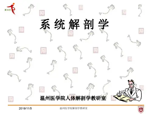临床系统解剖学绪论、骨总论、关节总论课件