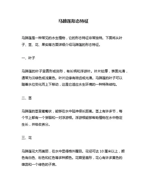 马蹄莲形态特征