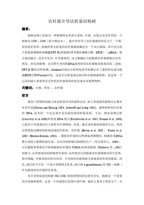 农杆菌介导转化和再生的杨树讲解