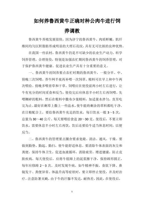 如何养鲁西黄牛正确对种公肉牛进行饲养调教