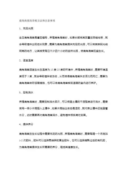 鹿角海棠的养殖方法和注意事项