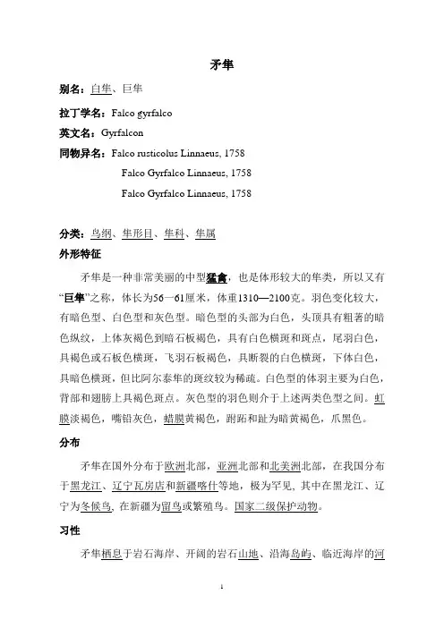 矛隼