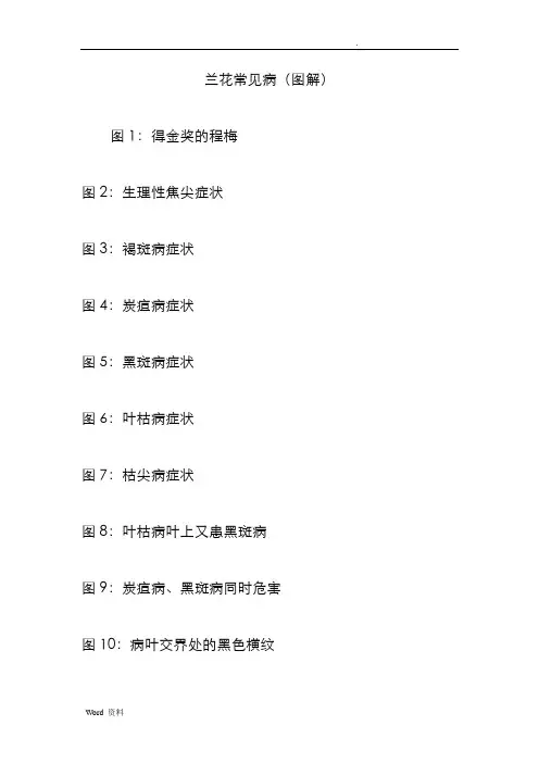 兰花常见病(图解)