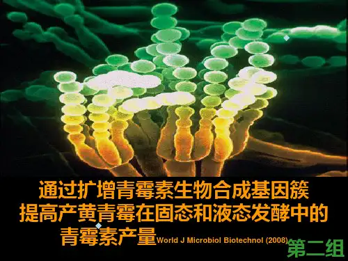 通过扩增青霉素生物合成基因簇提高产黄青霉在固态和液态发酵中的