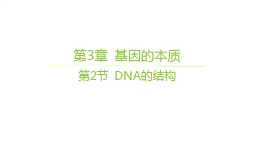 人教版高中生物学必修2精品课件 第3章 基因的本质 第2节 DNA的结构