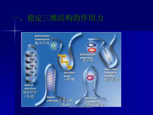 蛋白质的三维结构5课件.ppt