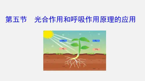 第六章第五节 光合作用和呼吸作用原理的应用-七年级生物上册课件(苏教版 )