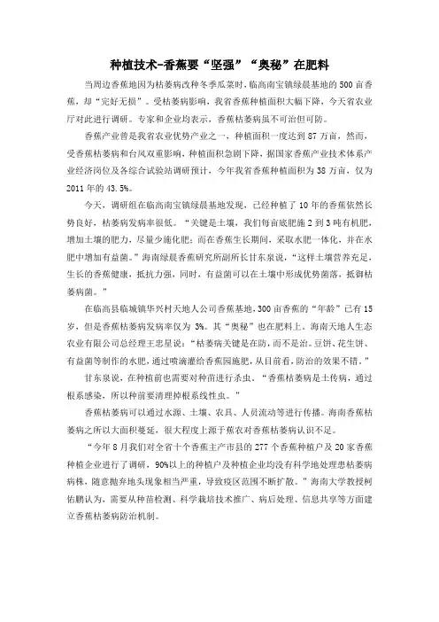 种植技术-香蕉要“坚强”“奥秘”在肥料
