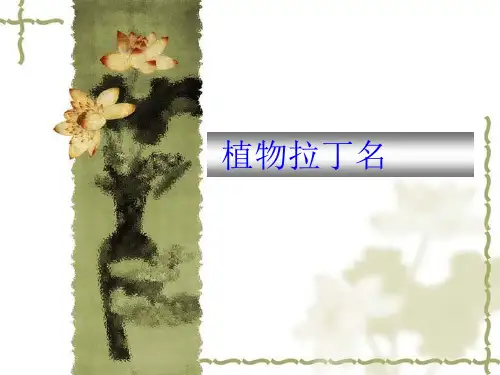 植物 拉丁名学习和检索表