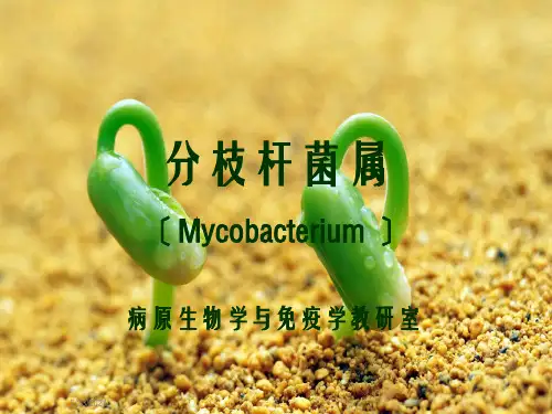《分枝杆菌》幻灯片PPT