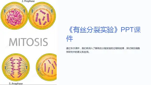《有丝分裂实验》课件