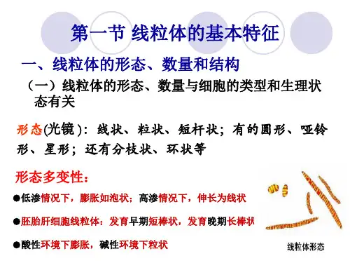 _线粒体的形态,数目和结构