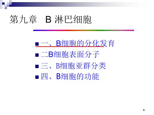 医学免疫学：B淋巴细胞