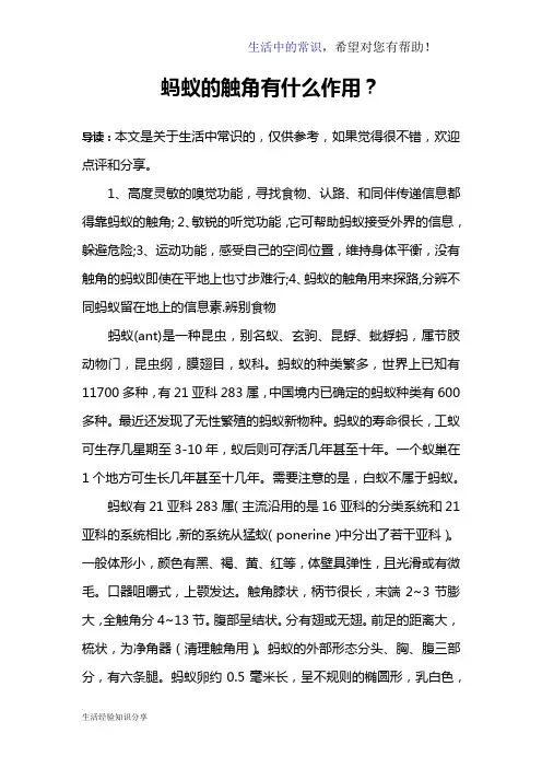 蚂蚁的触角有什么作用？