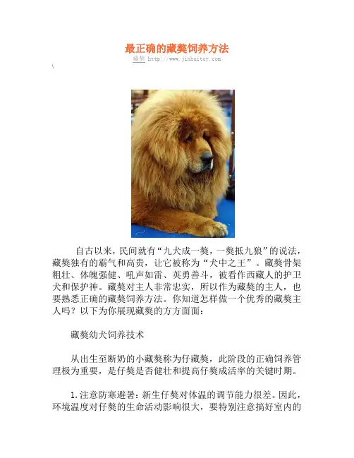 最正确的藏獒饲养方法
