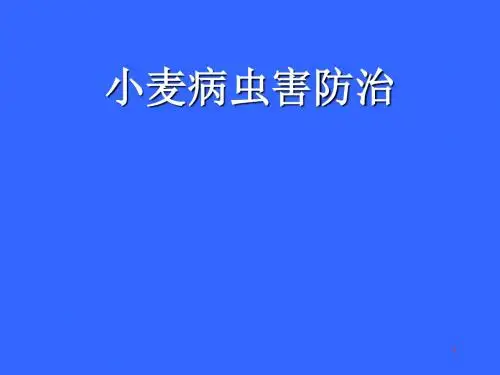 小麦病虫害防治ppt课件