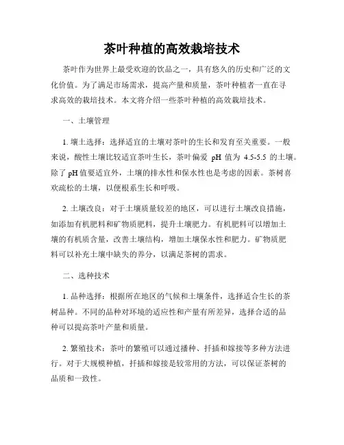 茶叶种植的高效栽培技术