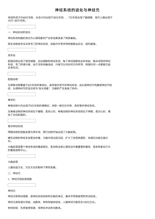 神经系统的进化与神经元