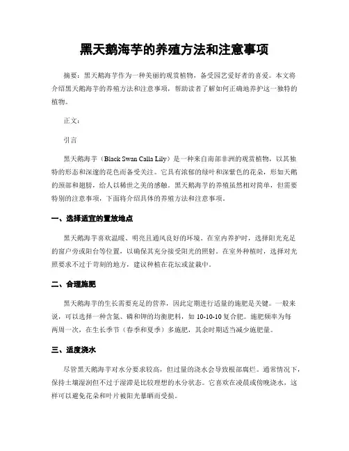 黑天鹅海芋的养殖方法和注意事项