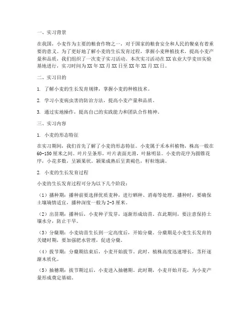 讲麦子实习报告