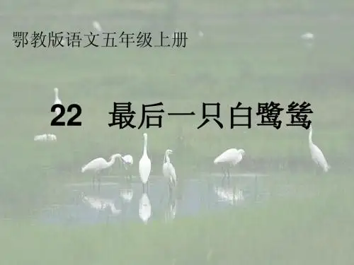 最后一只白鹭鸶