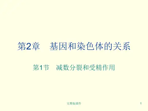 减数分裂与受精作用(完整版)ppt课件