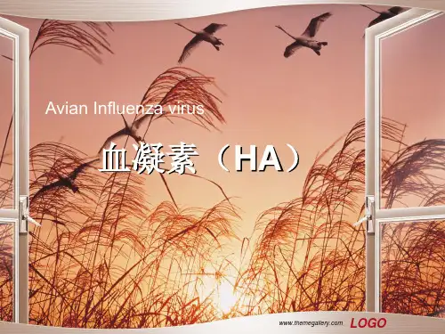 血凝素