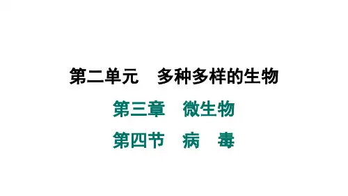 2024年人教版七年级生物上册 第三章 微生物 第四节 病毒(习题课件)