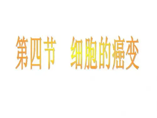 6[1].4 细胞的癌变 课件1(新人教版必修1)