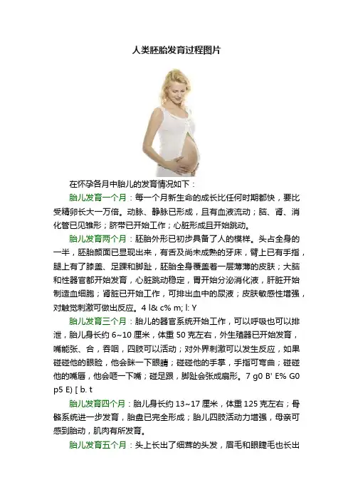 人类胚胎发育过程图片