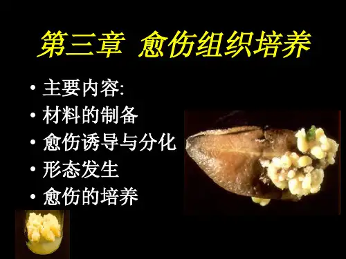 愈伤组织培养