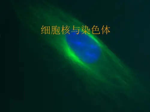 医学细胞生物学细胞核和核糖体PPT课件