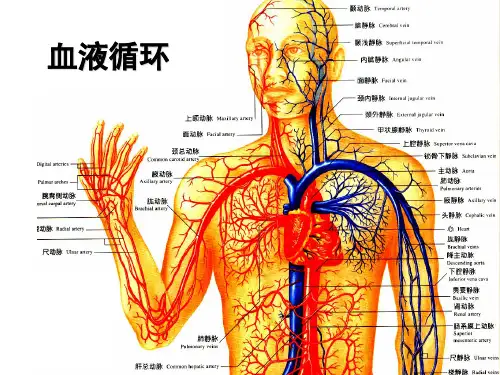 血液循环(循环系统的结构、心脏生理、血管生理、心血管系统的调节)