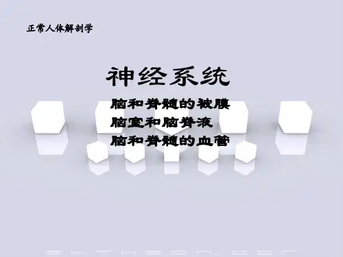 《正常人体解剖学》教学课件-神经系统