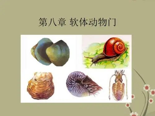 高中生物 普通动物学软体动物门课件
