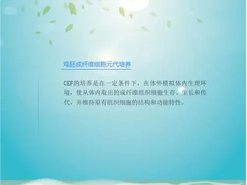 鸡胚成纤维细胞制备