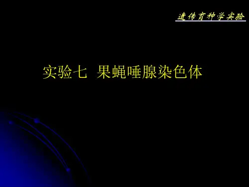 7 实验七 果蝇唾腺染色体标本的制作和观察