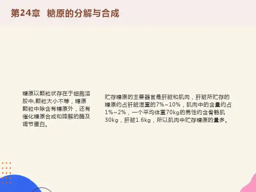 糖原的分解与合成
