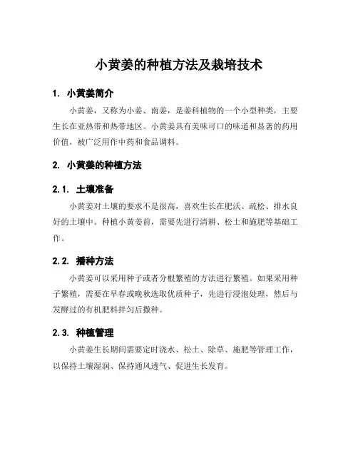 小黄姜的种植方法及栽培技术