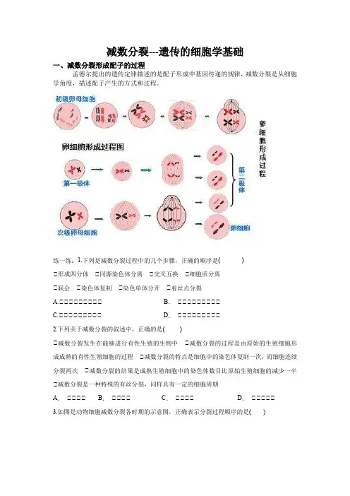 高考生物减数分裂一轮复习