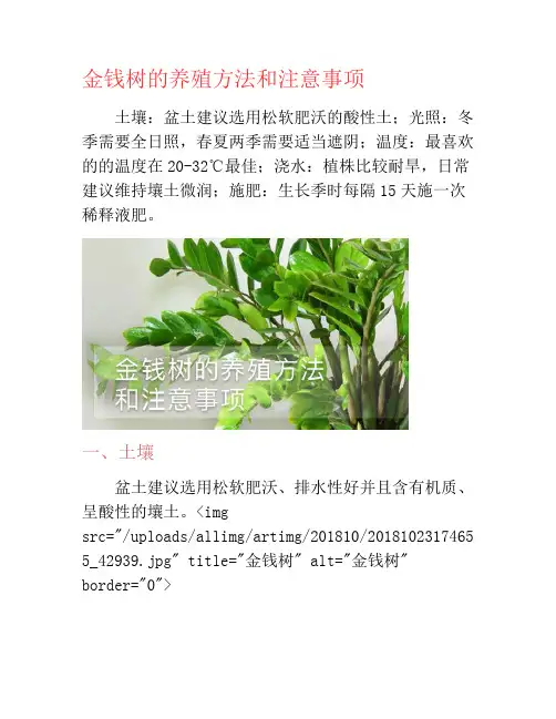 金钱树的养殖方法和注意事项-养花技巧
