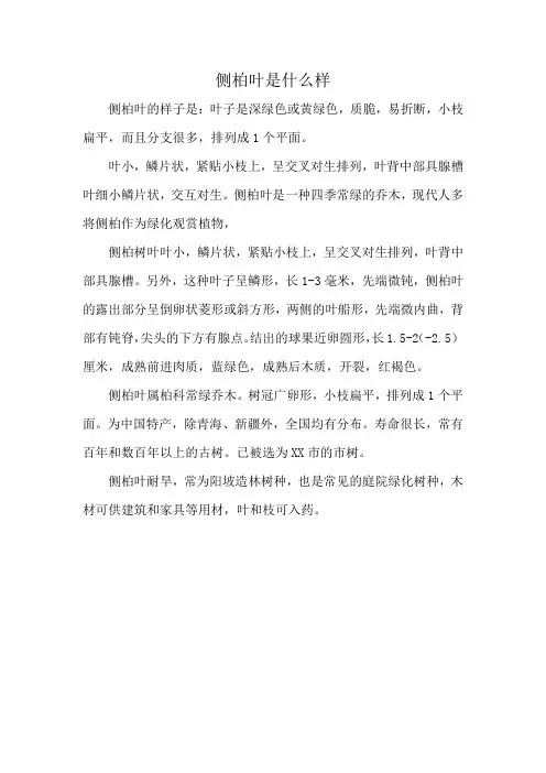 侧柏叶是什么样