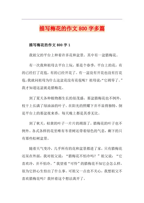 描写梅花的作文800字多篇