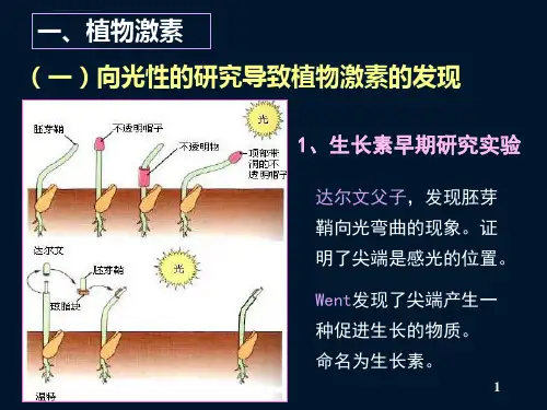 第十九章植物的调控系统ppt课件