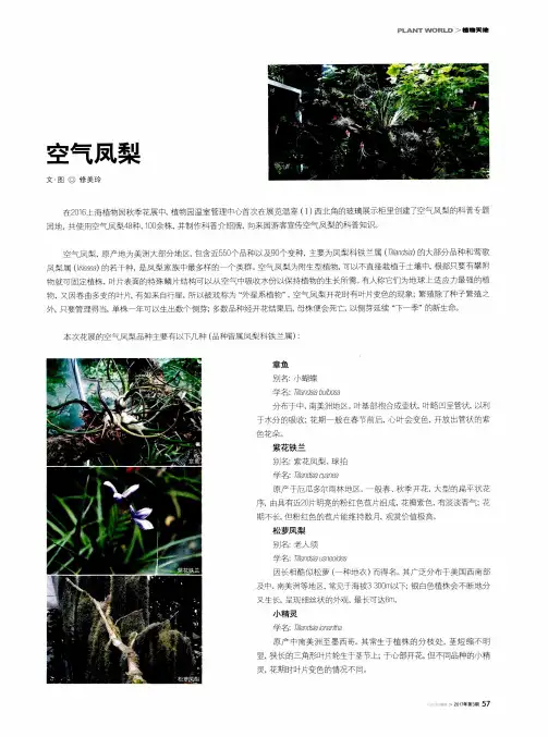 空气凤梨