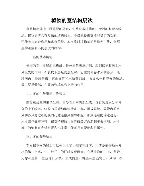 植物的茎结构层次