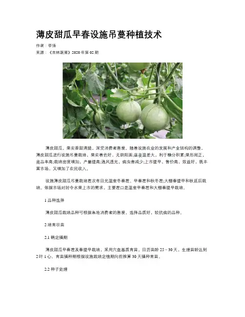 薄皮甜瓜早春设施吊蔓种植技术