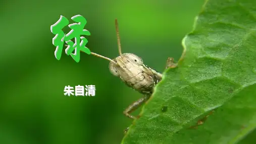 《绿》(共22张PPT)